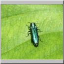 Agrilus cf cyanescens - Prachtkaefer 02.jpg